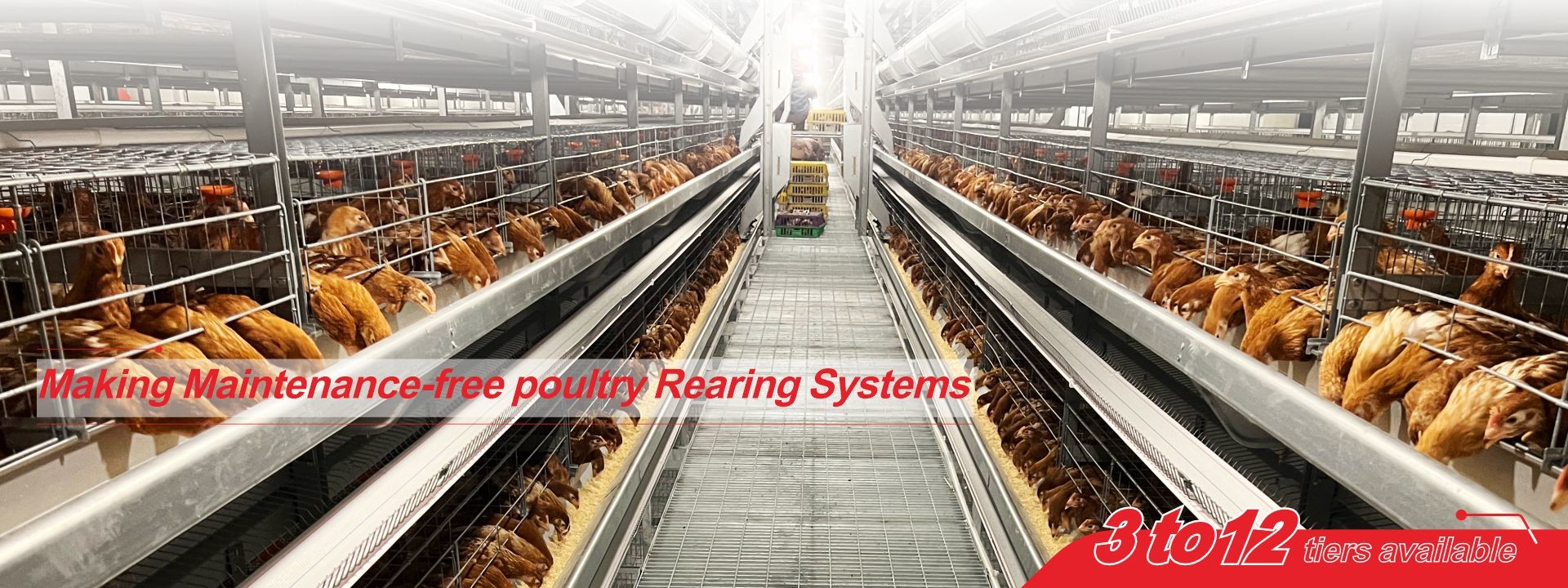 গুণ পোল্ট্রি ব্যাটারি খাঁচা সিস্টেম কারখানা