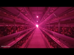 1800×600×450 মিমি এইচ টাইপ পোল্ট্রি ব্যাটারি কেজ সিস্টেম লেয়ার ফার্মিংয়ের জন্য কম ডিমের ভাঙ্গনের হার