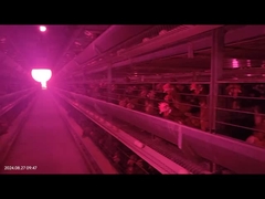 বড় স্পেস স্বয়ংক্রিয় হাঁস-মুরগি ময়লা অপসারণ সিস্টেম ফর ব্রেডার চিকেন ব্যাটারি খাঁচা