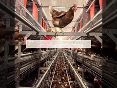 পর্যাপ্ত মুভমেন্ট প্ল্যাটফর্ম সহ বহু-স্তর খাঁচা-মুক্ত ব্যবস্থা