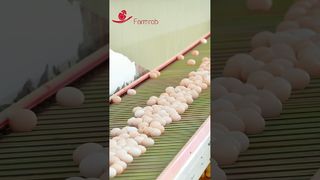 ফার্মরব | ফার্মরব #পোল্ট্রিফার্ম #চিকেন দ্বারা ডিজাইন এবং উত্পাদিত স্থিতিশীল ডিম সংগ্রহের ব্যবস্থা