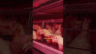 ফার্মরব | মুরগির সুখী জীবন #poultryfarm #manufacturing #