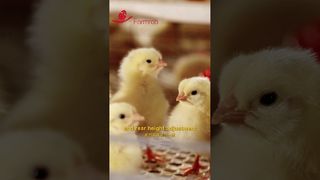 ফার্মরব | পুলেটের জন্য স্বয়ংক্রিয় খাওয়ানো এবং পানীয়ের ব্যবস্থা #farming #manufacturing #poultryfarm