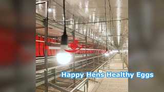 খাঁচা মুক্ত পোল্ট্রি সিস্টেম প্রাকৃতিক প্রবৃত্তি